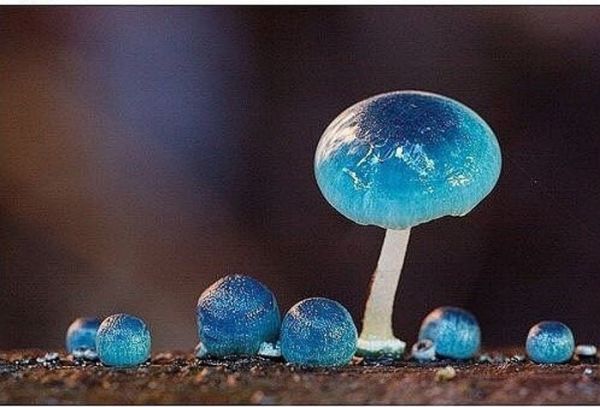 微流控芯片|微流控芯片批量加工