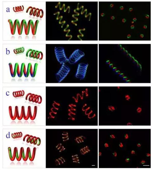 微流控光刻仿生螺旋微型馬達 微流控光刻仿生螺旋微型馬達