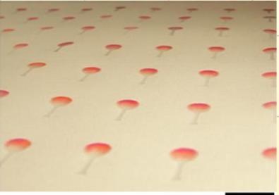 微流控紙芯片 微流控紙芯片