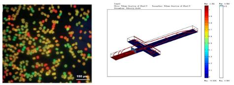 3.基于微膠囊包被的單細(xì)胞分選與培養(yǎng) 3.基于微膠囊包被的單細(xì)胞分選與培養(yǎng)