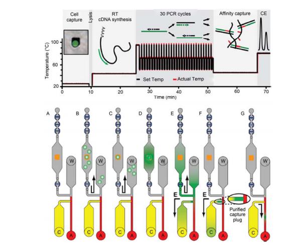 集成微流控芯片對(duì)單細(xì)胞中基因表達(dá)量的全集成分析過(guò)程示意圖[21] A~C: 單細(xì)胞被捕獲在微金“島嶼”上; D, E: 細(xì)胞被裂解, mRNA 逆轉(zhuǎn)錄合成 cDNA, PCR 擴(kuò)增; F: 一段親和柱有效富集目標(biāo)基因片段; G: 目標(biāo) 基因片段電泳分離與檢測(cè). 全過(guò)程在 80 min 之內(nèi)完成