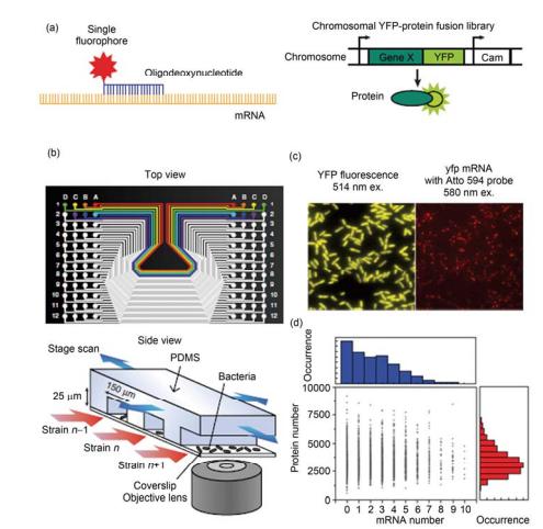 集成微流控芯片用于分析單個(gè)細(xì)胞中的單分子水平的 mRNA 和蛋白質(zhì)表達(dá)[25] (a) 熒光標(biāo)記的寡聚脫氧核糖標(biāo)記單個(gè) mRNA 分子, 黃色熒光蛋白融合的基因標(biāo)記表達(dá)后的蛋白分子; (b) 芯片俯視圖和實(shí)驗(yàn)裝置示意圖; (c) YFP 在細(xì)胞中的表達(dá), 顯示出被轉(zhuǎn)錄和翻譯的基因; 與該基因?qū)?yīng)的 mRNA 被轉(zhuǎn)錄; (d) 在某時(shí)刻時(shí)的 mRNA 轉(zhuǎn)錄水平和對(duì)應(yīng)基因的蛋白 質(zhì)被翻譯水平關(guān)系圖, 表明在該時(shí)刻轉(zhuǎn)錄水平和翻譯水平之間沒(méi)有顯著的相關(guān)性