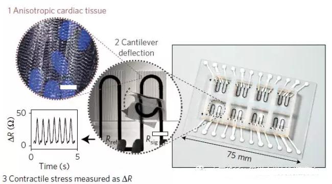 集成傳感系統(tǒng)的心臟器官芯片設(shè)計(jì)
