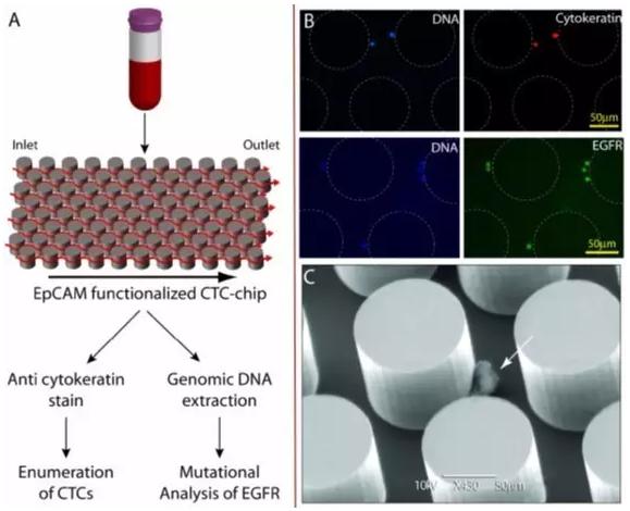 陽性富集—CTCs-Chip