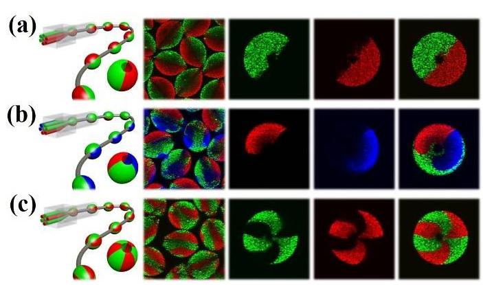 多組分微載體的微流控制備示意圖和共聚焦表征