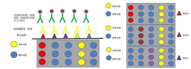 微流控芯片原理 微流控芯片原理