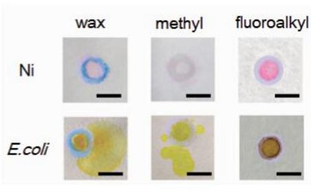 分別利用三種隔離圖案進(jìn)行Ni(Ⅱ)離子和細(xì)菌檢測(cè)