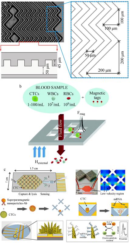 CTCs親和分選裝置(a)魚骨結(jié)構(gòu)微漩渦發(fā)生器、(b)抗體標(biāo)記的磁性粒子捕獲CTCs及(c)速度谷分選芯片、電化學(xué)裂解電極、納米結(jié)構(gòu)傳感器的示意圖