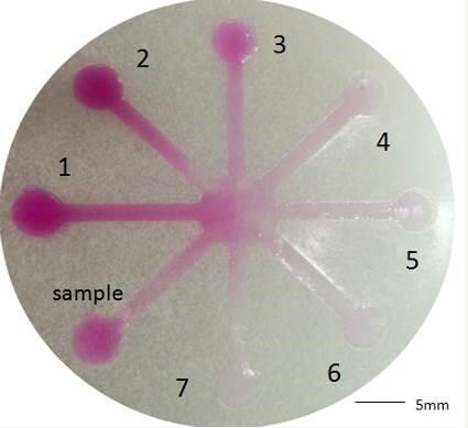 基于微流控技術(shù)的紙芯片用于亞硝酸鹽檢測(cè)