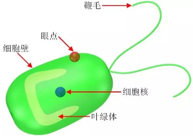 藻類細(xì)胞機(jī)器人示意圖