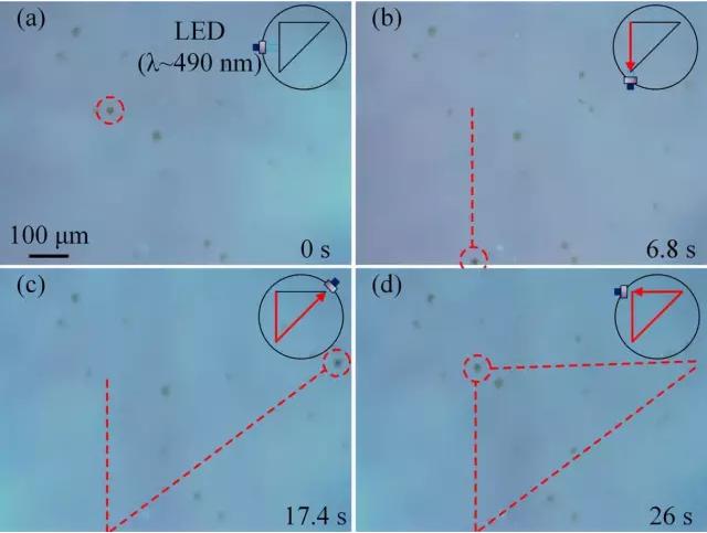 藻類細(xì)胞機(jī)器人沿著三角形軌跡運(yùn)動