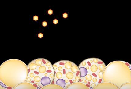 微針貼片助燃皮下脂肪,或讓坐著減肥成現(xiàn)實(shí)!