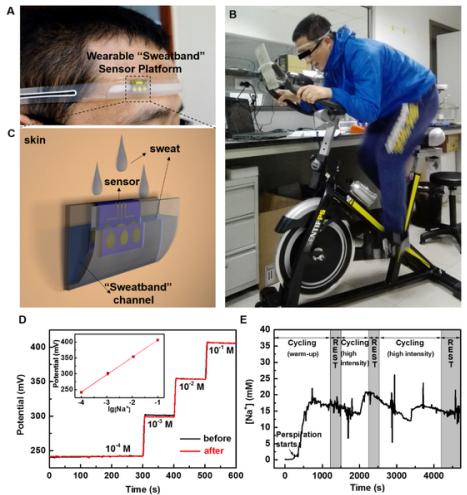圖2.（A）、（B）和（C）為可穿戴“導(dǎo)汗帶”汗液傳感器設(shè)備的照片和示意圖；（D）汗液傳感器芯片在穿戴前和穿戴后對(duì)不同濃度標(biāo)準(zhǔn)Na＋溶液的校準(zhǔn)曲線；（E）為汗液傳感器在人體上運(yùn)動(dòng)過程中實(shí)時(shí)連續(xù)監(jiān)測(cè)汗液中Na＋濃度變化的曲線圖。