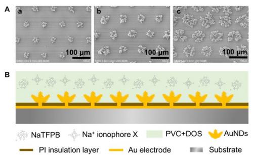 圖1.（A）電沉積制備不同比表面積的三維金納米結(jié)構(gòu)固體接觸傳導(dǎo)陣列電極；（B）全固態(tài)離子選擇性陣列電極構(gòu)建的結(jié)構(gòu)示意圖。