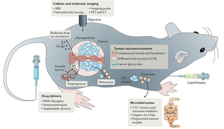 腫瘤學(xué)中工程和物理科學(xué)概覽。