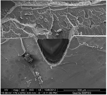 熱壓鍵合后的熱塑性材質(zhì)微流控芯片橫截面（PMMA-PS材質(zhì)）