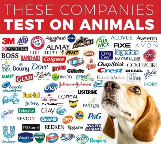 全球藥物研發(fā)在動(dòng)物身上測(cè)試圖