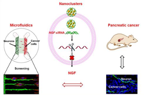 微流控芯片構(gòu)建神經(jīng)-腫瘤研究模型，在靶向胰腺的神經(jīng)微環(huán)境、治療胰腺腫瘤的研究中取得重要進(jìn)展