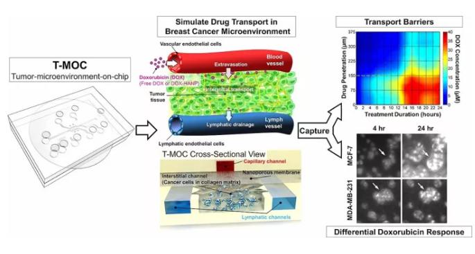 精準醫(yī)療的有力工具——微流體裝置，模擬癌癥治療與動物研究同樣有效