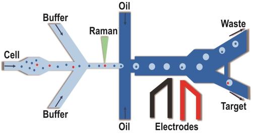 拉曼激活單細(xì)胞液滴分選（RADS）系統(tǒng)示意圖