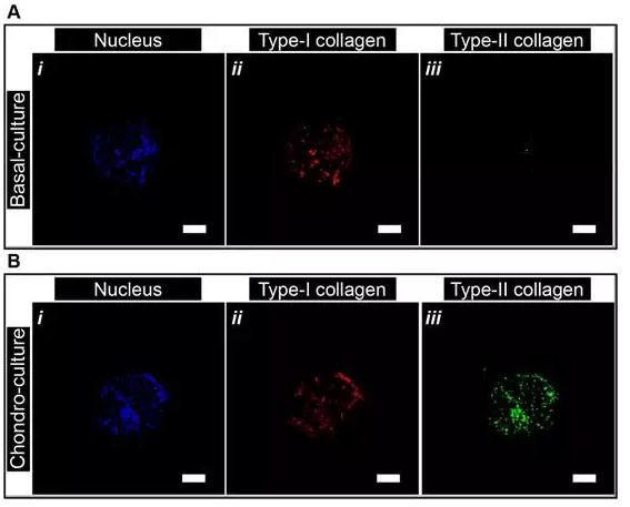 微流控封裝人間充質(zhì)干細胞用于關(guān)節(jié)軟骨組織工程