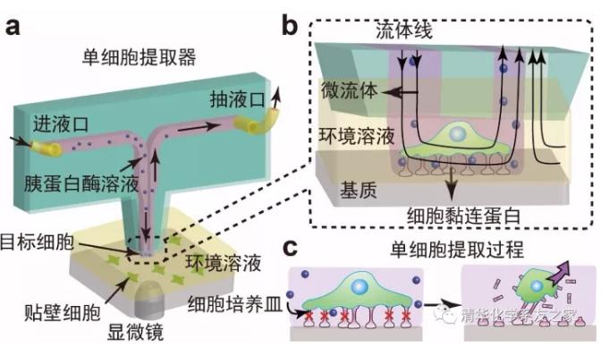 用于單細(xì)胞研究的探針式微流控芯片示意圖及工作原理