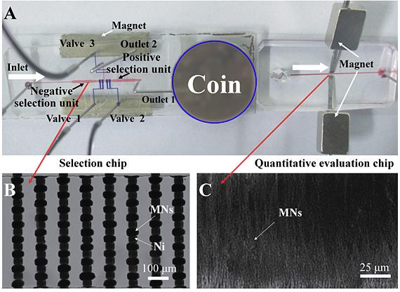 多功能微流控篩選平臺(tái)用于核酸適配體高效篩選