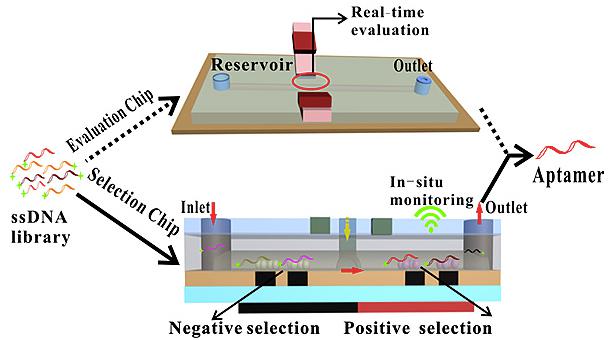 多功能微流控篩選平臺(tái)用于核酸適配體高效篩選