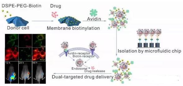 經(jīng)雙配體化學(xué)編輯的外泌體在微流控純化后可有效靶向遞送藥物至腫瘤細(xì)胞 經(jīng)雙配體化學(xué)編輯的外泌體在微流控純化后可有效靶向遞送藥物至腫瘤細(xì)胞
