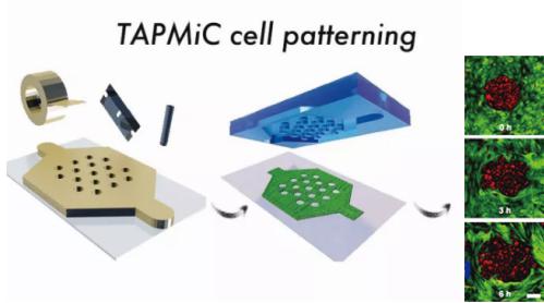 使用膠帶作為微流控芯片模具實(shí)現(xiàn)細(xì)胞圖案化