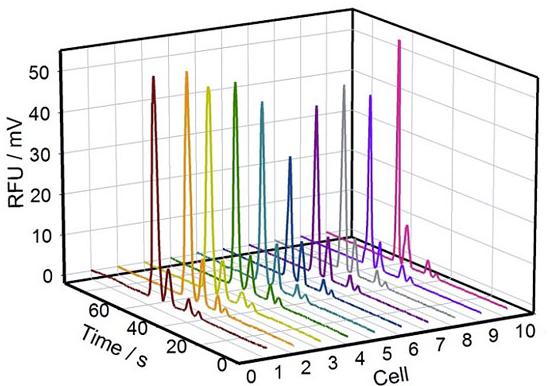 圖2. 10組單個(gè)PC-12細(xì)胞內(nèi)Na+、K+、Mg2+、Ca2+的電泳譜圖