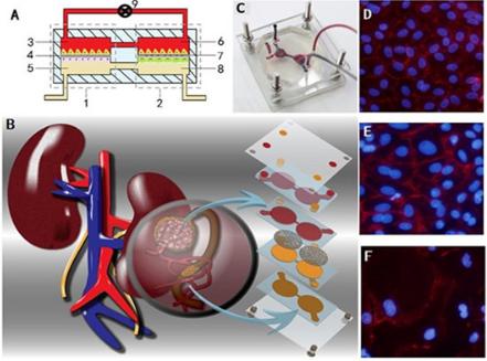 腎芯片結(jié)構(gòu)和實(shí)物示意圖及細(xì)胞照片 腎芯片結(jié)構(gòu)和實(shí)物示意圖及細(xì)胞照片