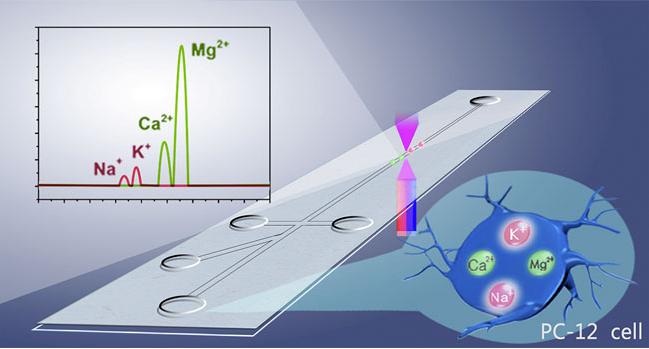 圖1. 基于微流控系統(tǒng)的單個(gè)PC-12細(xì)胞內(nèi)Na+、K+、Mg2+、Ca2+的同時(shí)測定原理圖