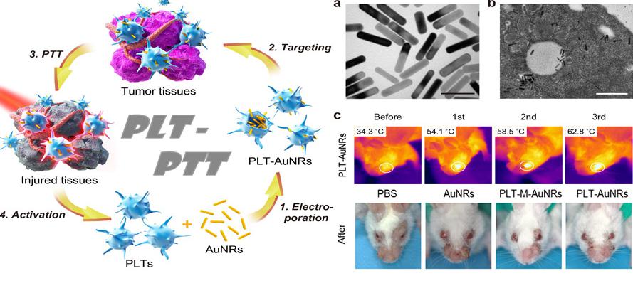 腫瘤細(xì)胞治療策略和效果 腫瘤細(xì)胞治療策略和效果