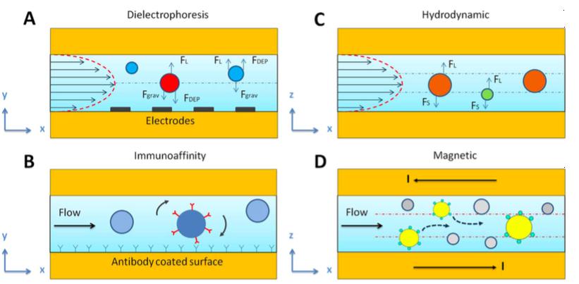 基于內(nèi)部和外部的不同特征，使用微流體技術(shù)分離不同的EV群體