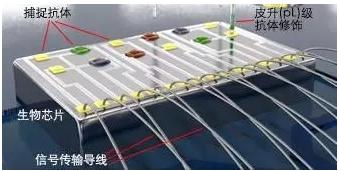圖5 理邦的m16磁敏生物生物芯片示意圖 圖5 理邦的m16磁敏生物生物芯片示意圖