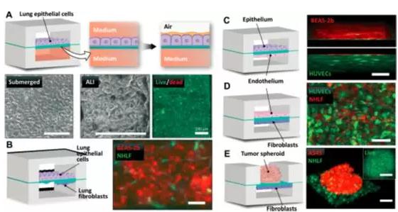 究人員將人肺上皮細(xì)胞培養(yǎng)于裝置中，用來(lái)重建空氣-肺界面