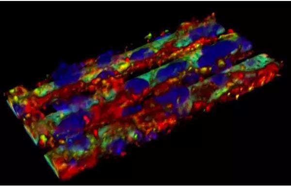 血腦屏障復(fù)制模型
