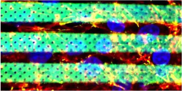 生物微流體3D打印生化血腦屏障模型