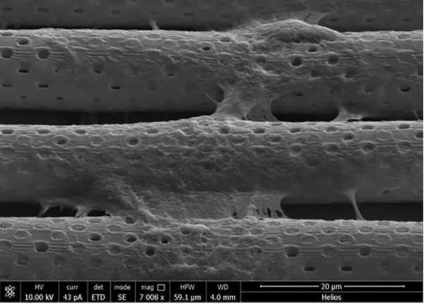 生物流體3D打印血腦屏障