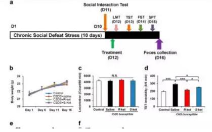腸道活潑瘤胃球菌如何識別唾液酸