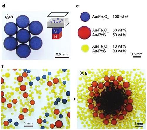 圖2. 液滴對外加磁場的響應(yīng)。圖片來源：Nature