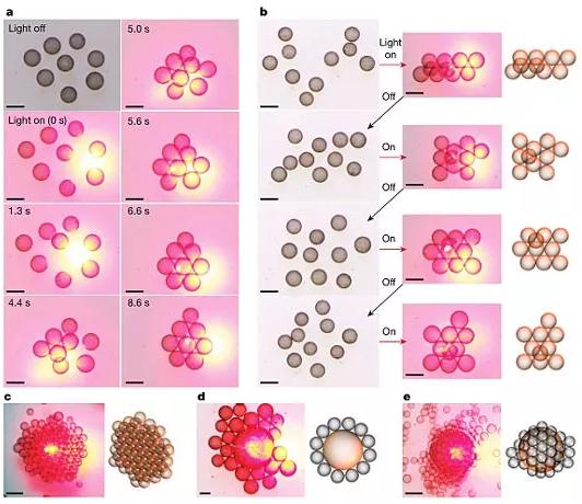 圖3. 光場誘導(dǎo)的液滴活性組裝。