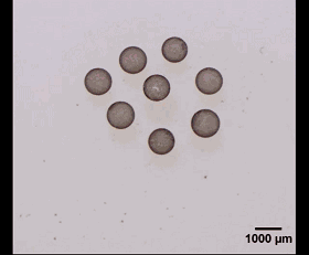 圖3. 光場誘導(dǎo)的液滴活性組裝。