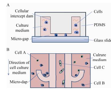 圖 2 芯片結(jié)構(gòu)示意圖