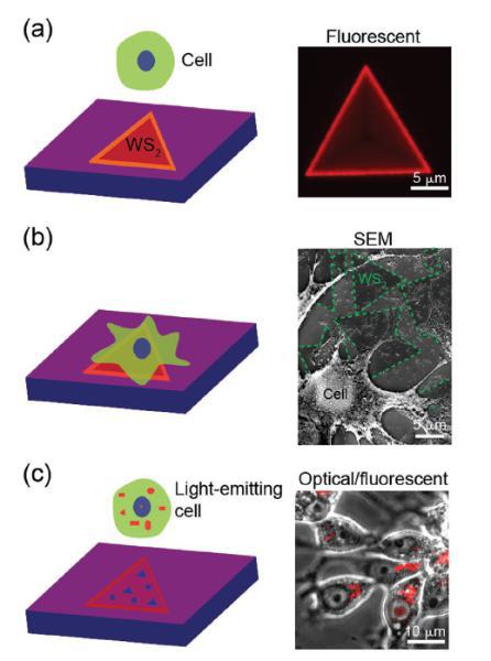 來航雞肝腫瘤細胞（LMH）自主吞噬二維二硫化鎢材料