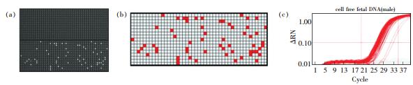 圖2 采用dPCR技術(shù)在微流控陣列中對(duì)采自孕婦血漿中的胎兒DNA 進(jìn)行擴(kuò)增 圖2 采用dPCR技術(shù)在微流控陣列中對(duì)采自孕婦血漿中的胎兒DNA 進(jìn)行擴(kuò)增