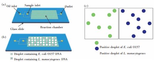 圖5 使用液滴dPCR 對(duì)E.coliO157 和L.monocytogenes 同時(shí)進(jìn)行檢測(cè) 圖5 使用液滴dPCR 對(duì)E.coliO157 和L.monocytogenes 同時(shí)進(jìn)行檢測(cè)