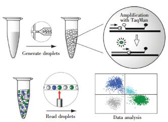 圖6 基于液滴微流控技術(shù)的dPCR工作流程 圖6 基于液滴微流控技術(shù)的dPCR工作流程