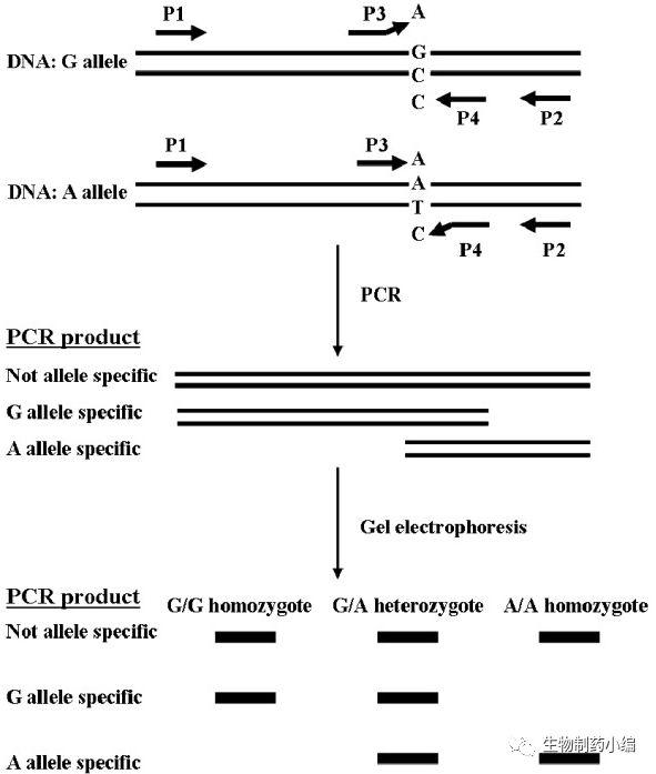 ARMS PCR原理，簡單省錢的方法設(shè)計設(shè)計一套引物，分為inside和outside，突變的位點無法配對擴增，通過凝膠電泳區(qū)分PCR產(chǎn)品大小來做點突變判斷。